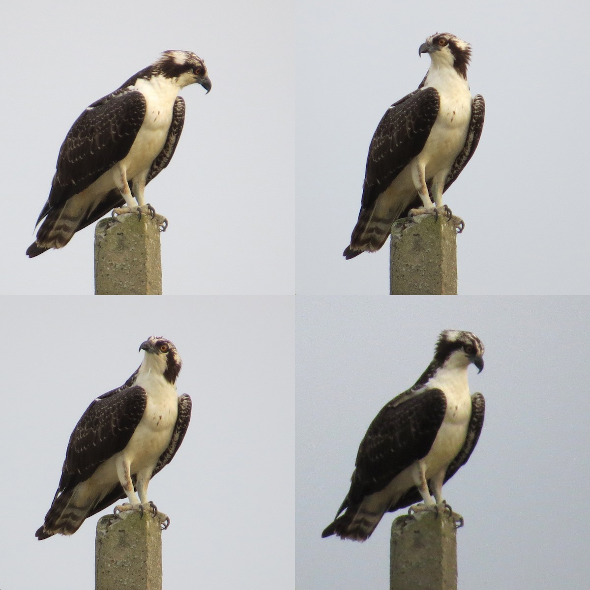 Balbuzard pêcheur - ML133345541