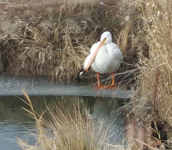 American White Pelican - ML133347341