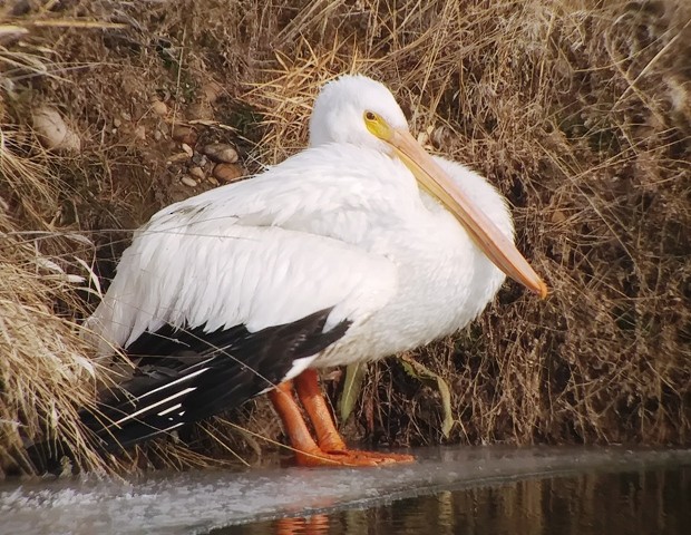 American White Pelican - ML133347411