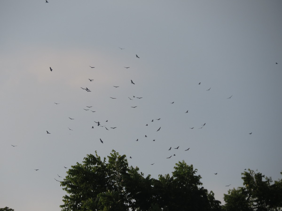 Turkey Vulture - ML133348061