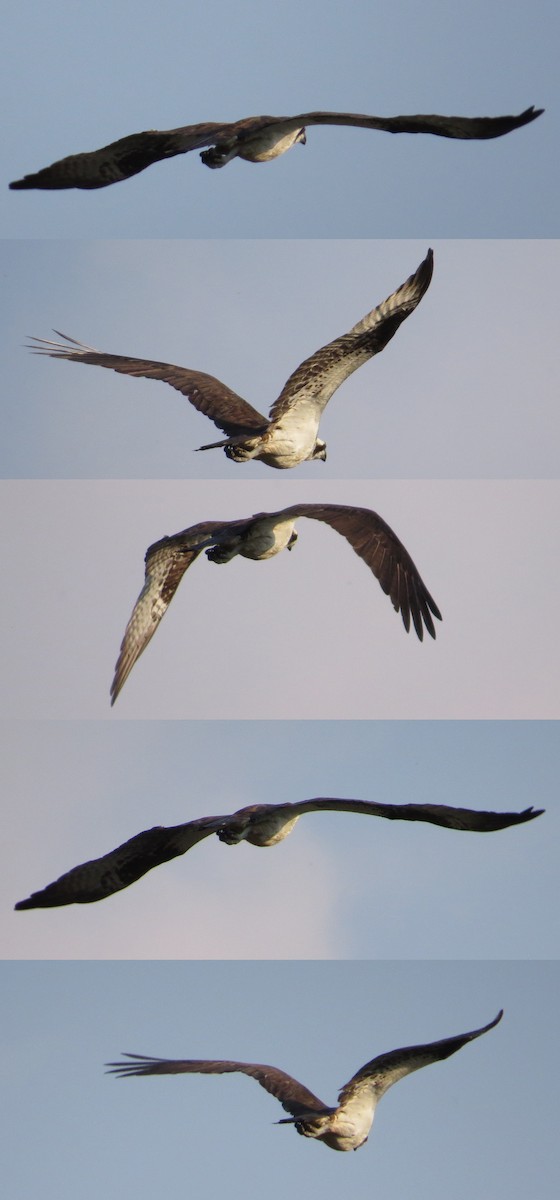 Osprey - ML133348241