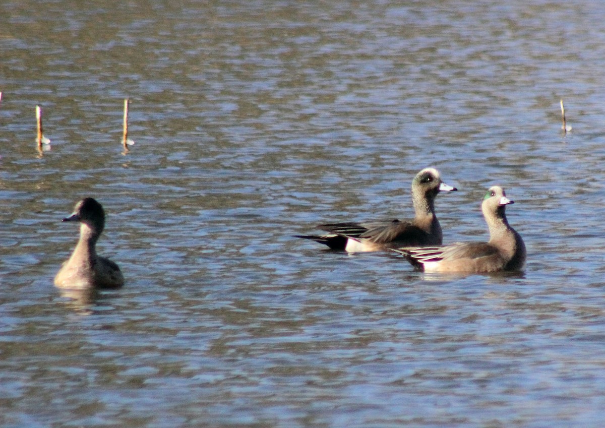 American Wigeon - ML133354131