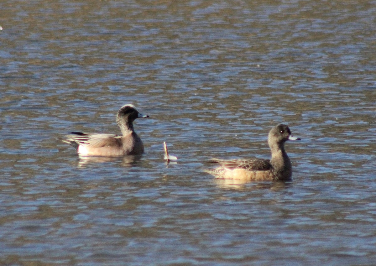 American Wigeon - ML133354151