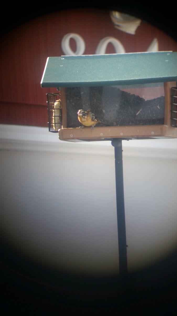 Black-headed Grosbeak - Matthew Winkler