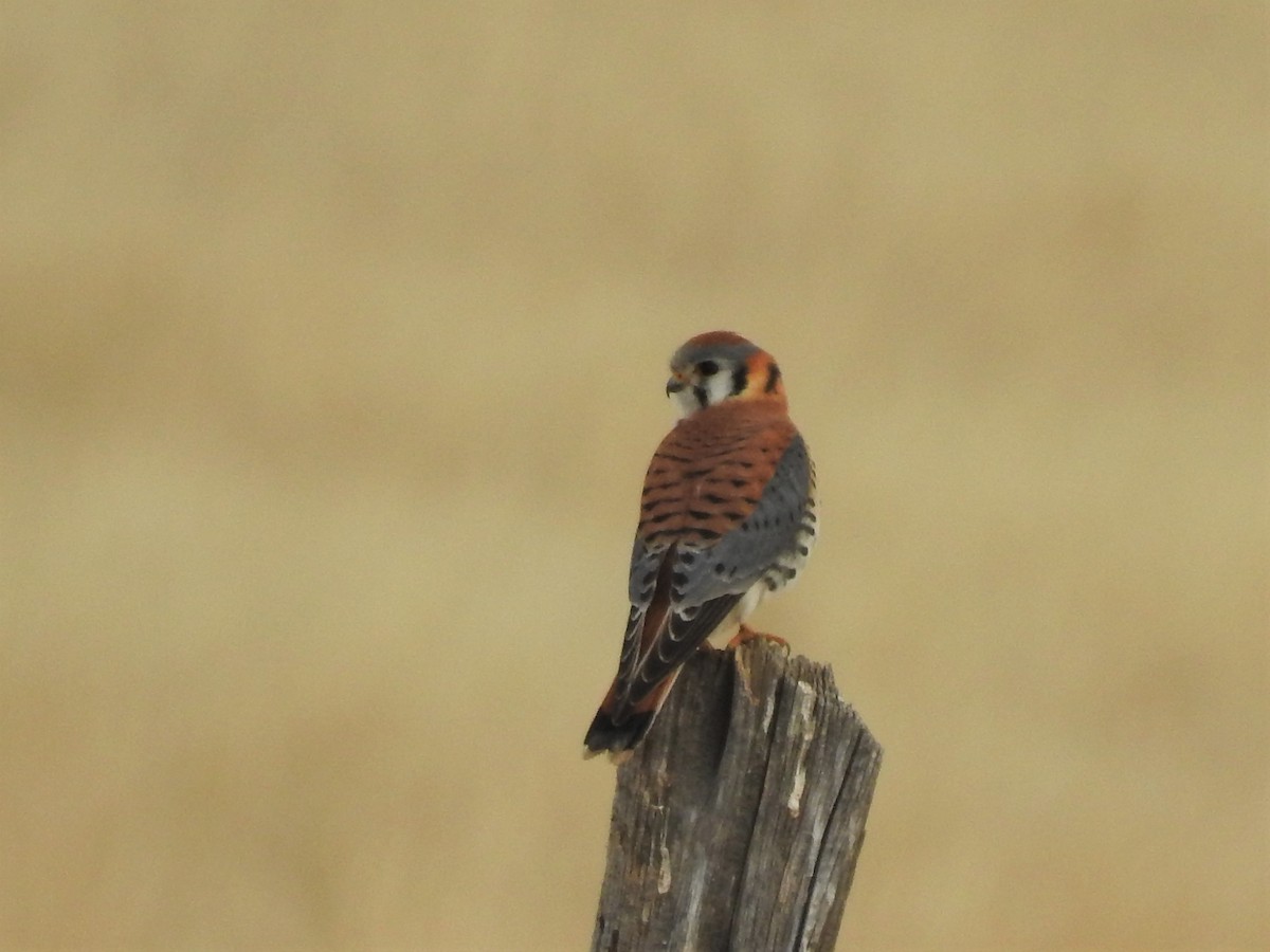 American Kestrel - ML133354681