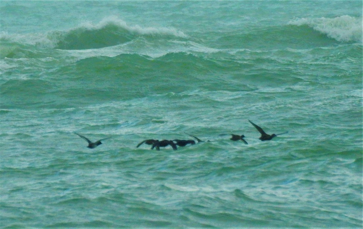 Black Scoter - Valentina Roumi