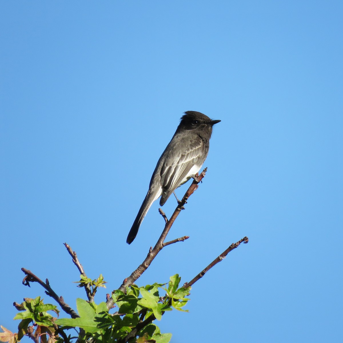 Black Phoebe - ML133356381