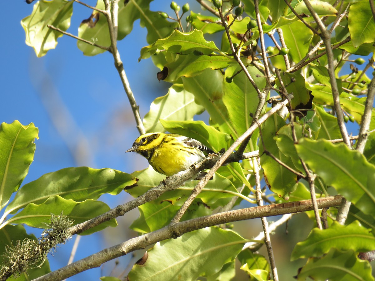 Townsend's Warbler - ML133356651