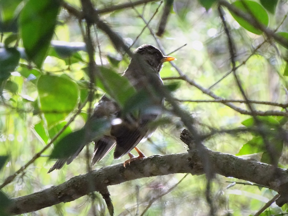 Andean Slaty Thrush - ML133356911