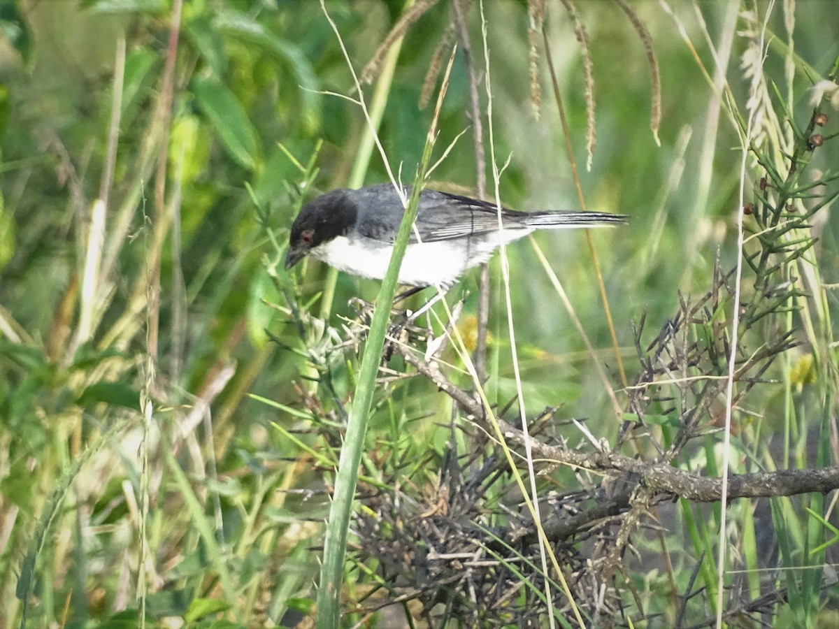 Black-capped Warbling Finch - ML133356941