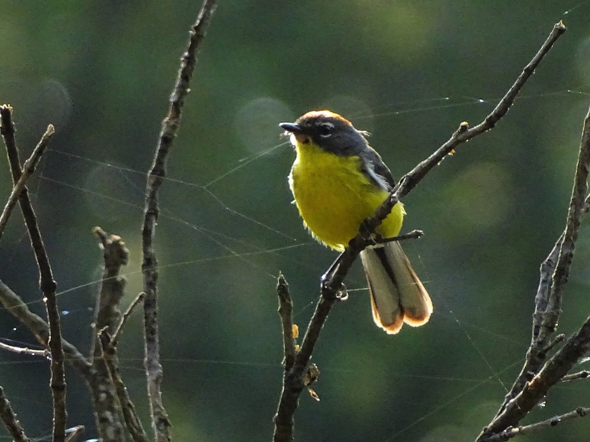 Brown-capped Redstart - ML133357071