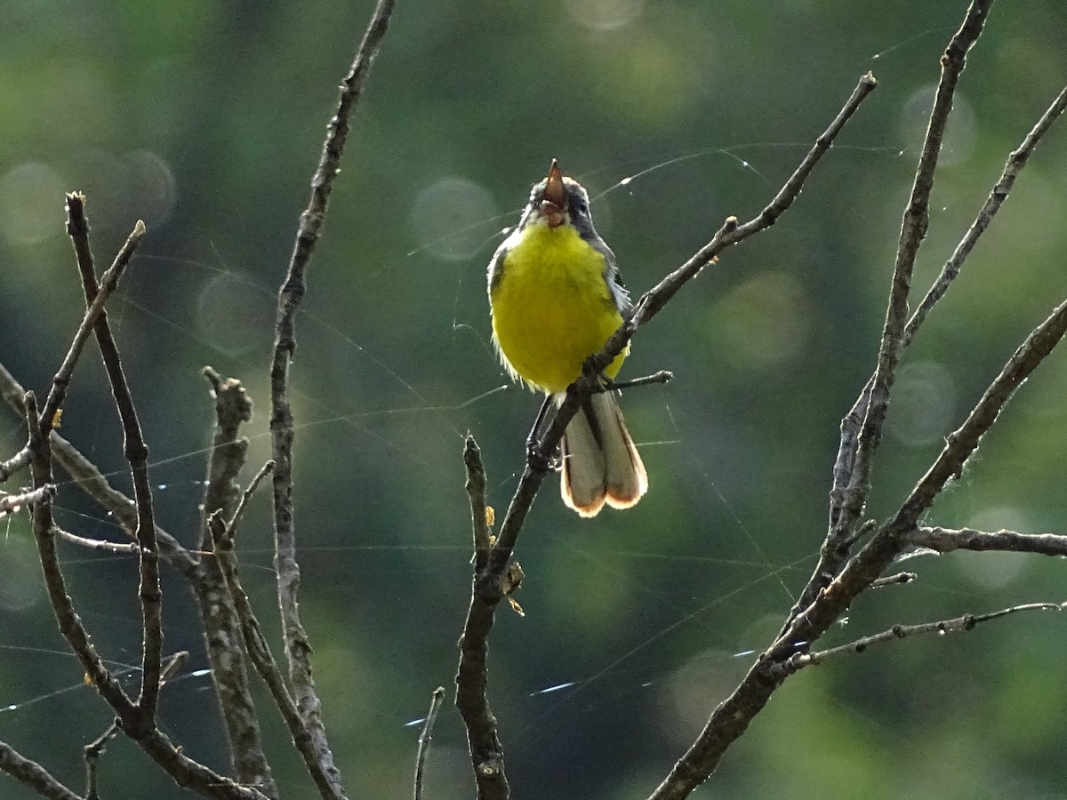 Brown-capped Redstart - ML133357091