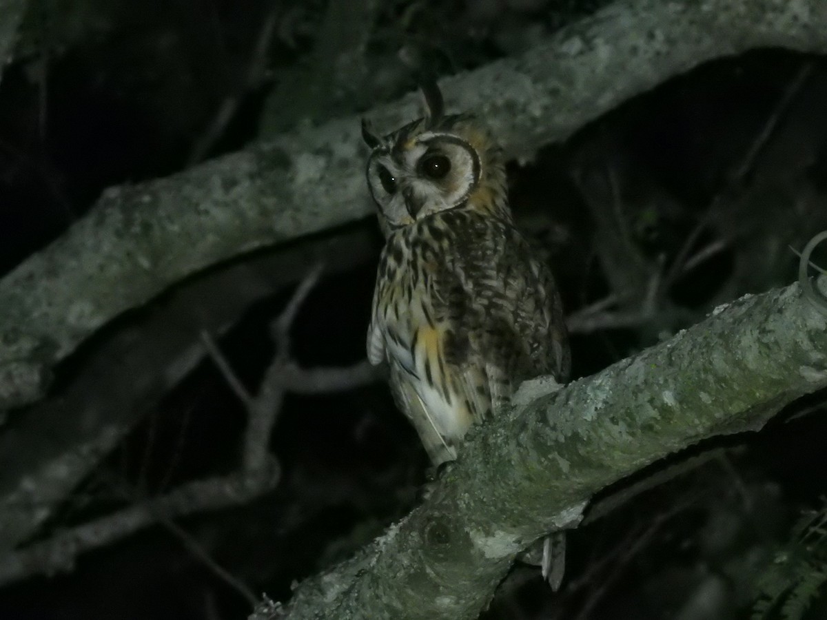 Striped Owl - ML133357151