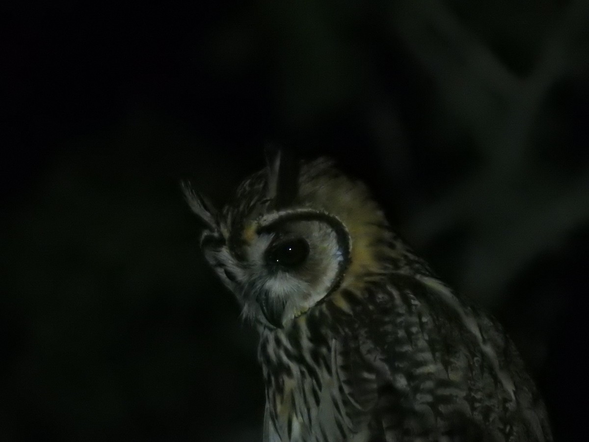 Striped Owl - ML133357191