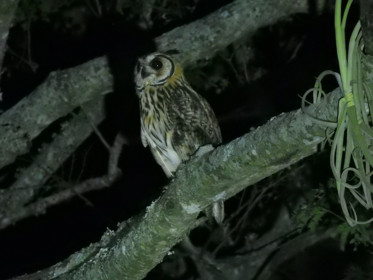 Striped Owl - ML133357521