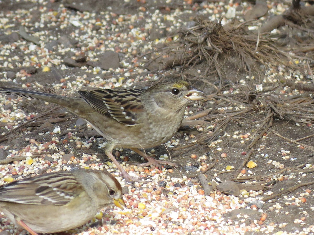 Golden-crowned Sparrow - ML133357551