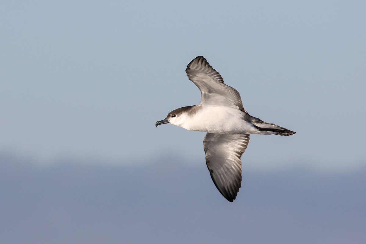 Buller's Shearwater - Blair Dudeck