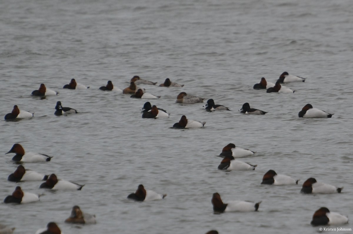 Ring-necked Duck - Kristen Johnson