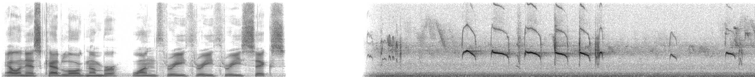 Серый конусоклюв (cinereum/littorale) - ML13336