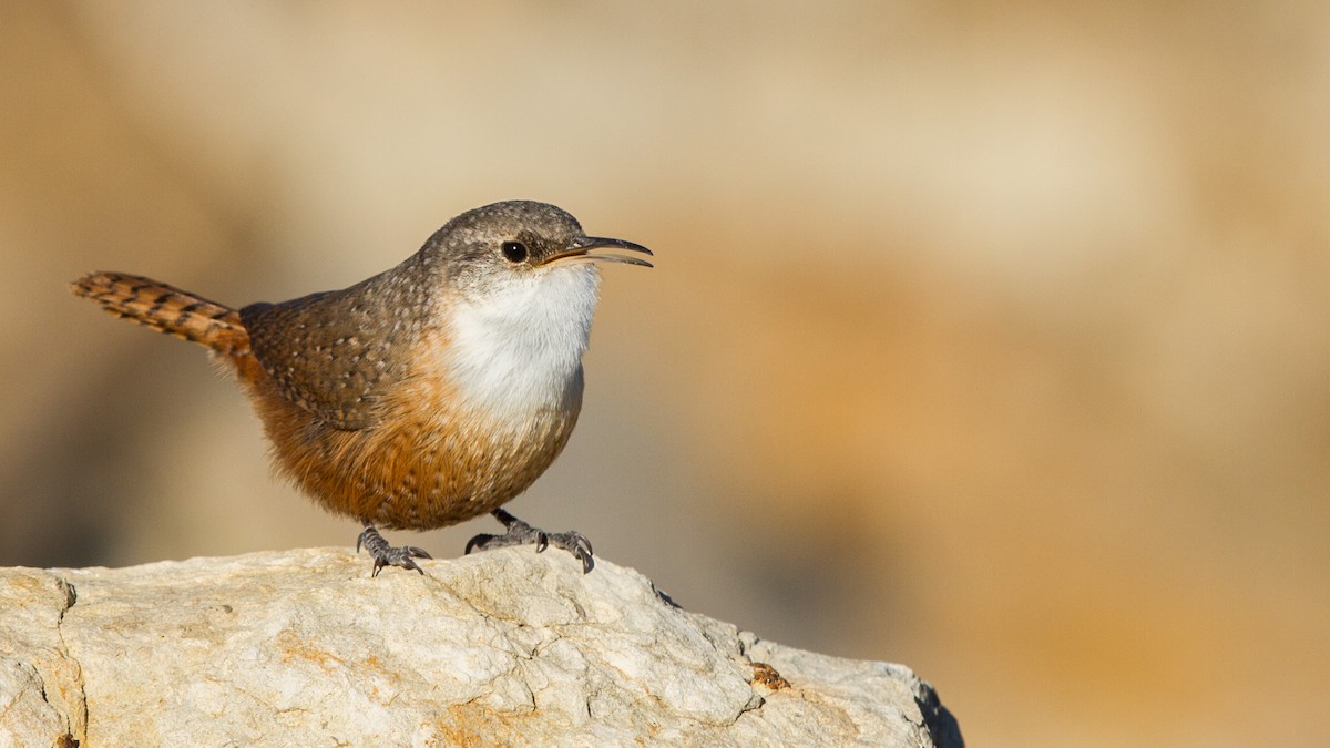 Canyon Wren - Fyn Kynd