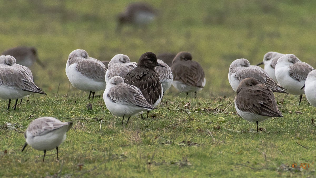 Black Turnstone - ML133362291