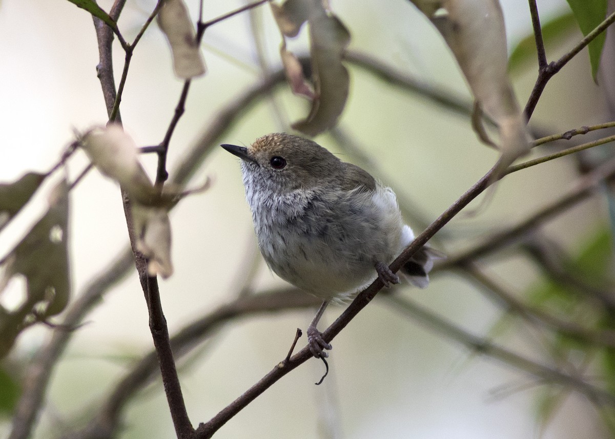 Brown Thornbill - ML133363461