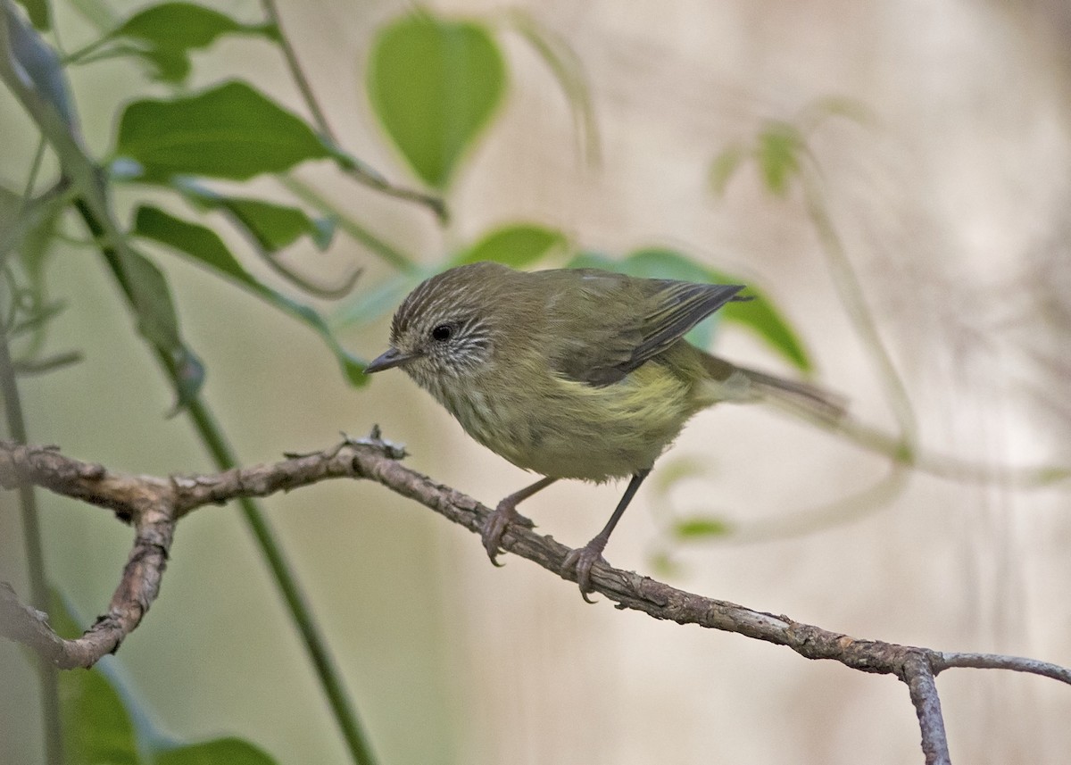 Striated Thornbill - ML133363551