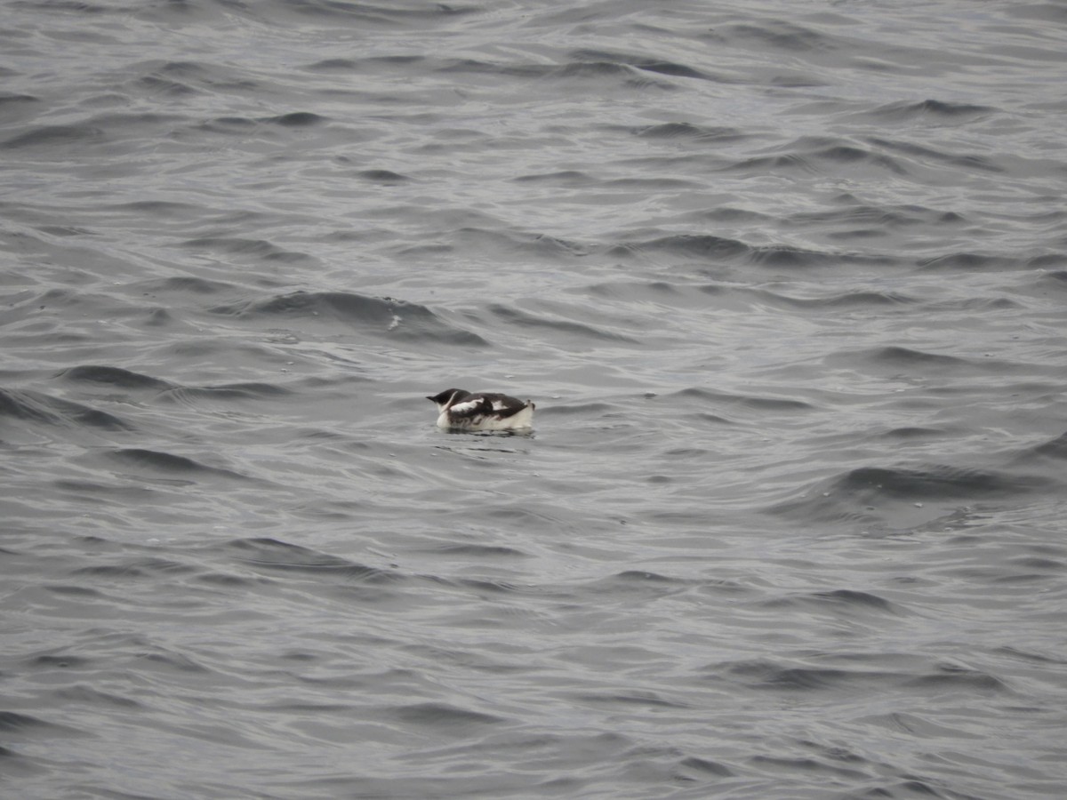 Marbled Murrelet - ML133364361