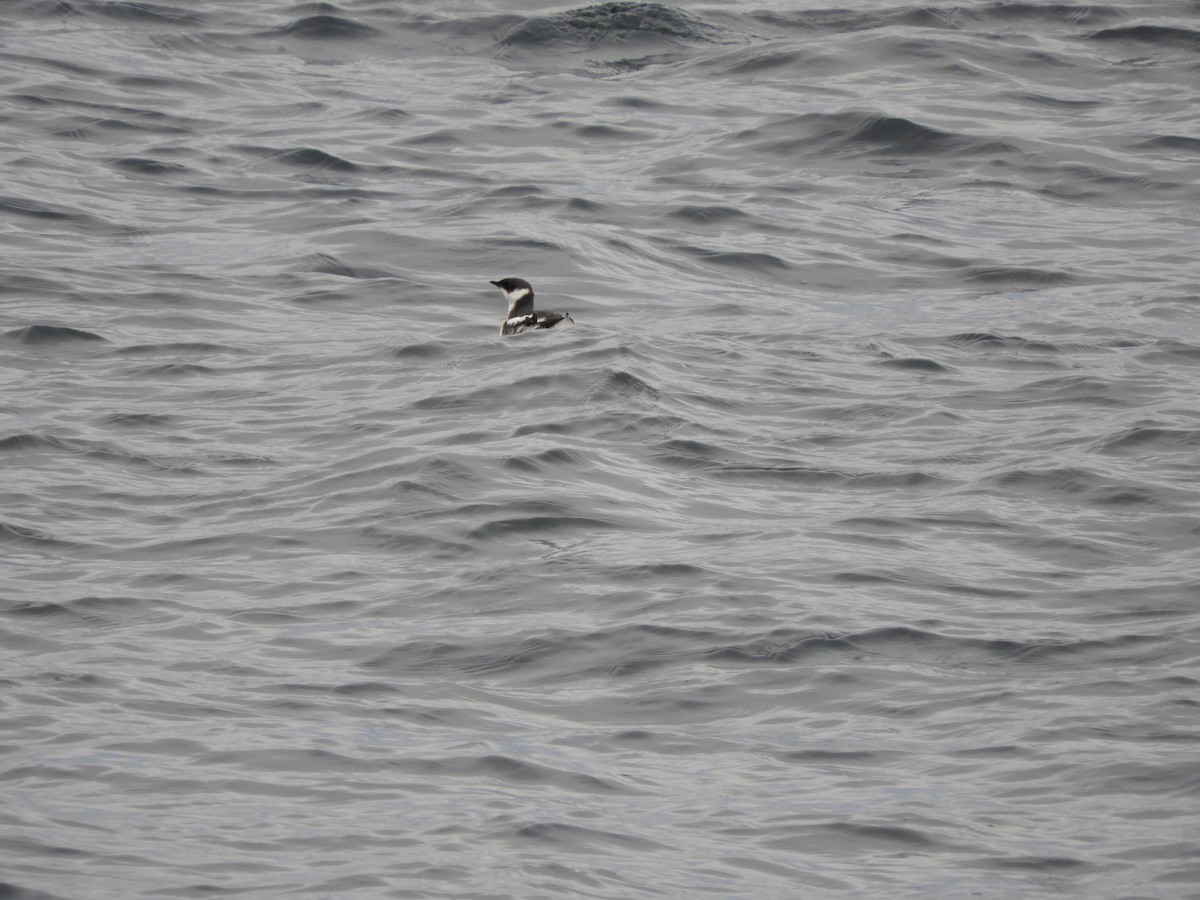 Marbled Murrelet - ML133364371