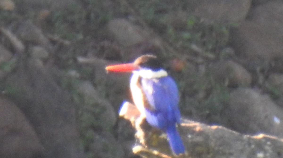 Black-capped Kingfisher - ML133368151