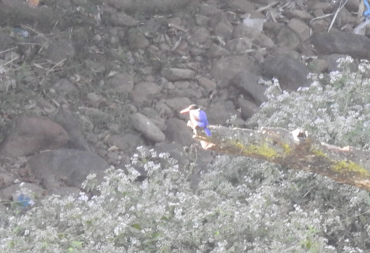 Black-capped Kingfisher - G Parameswaran