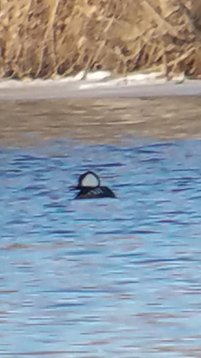 Hooded Merganser - ML133368671