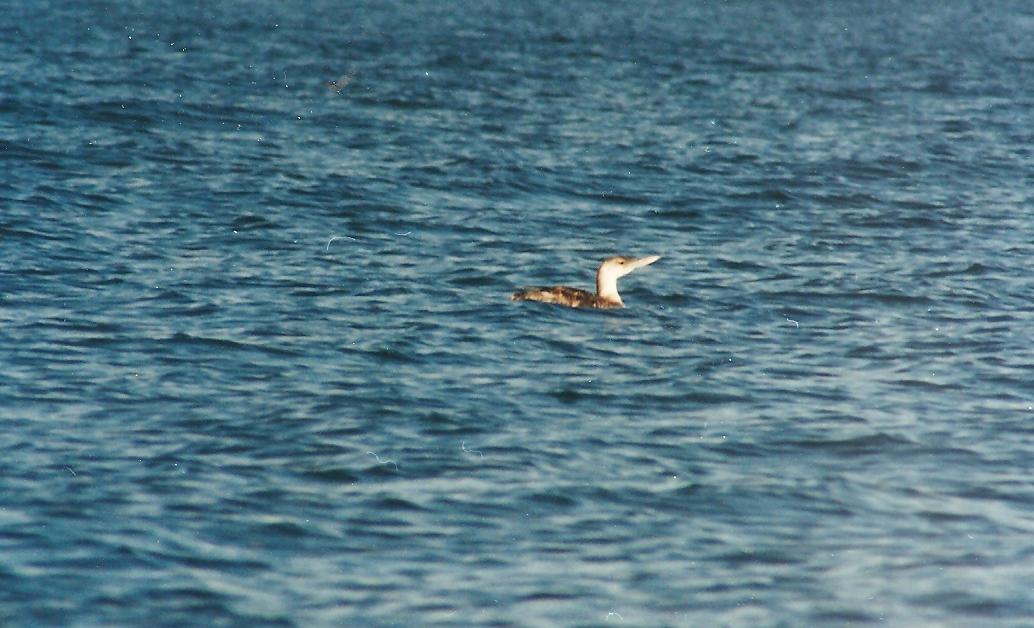 Yellow-billed Loon - ML133370241