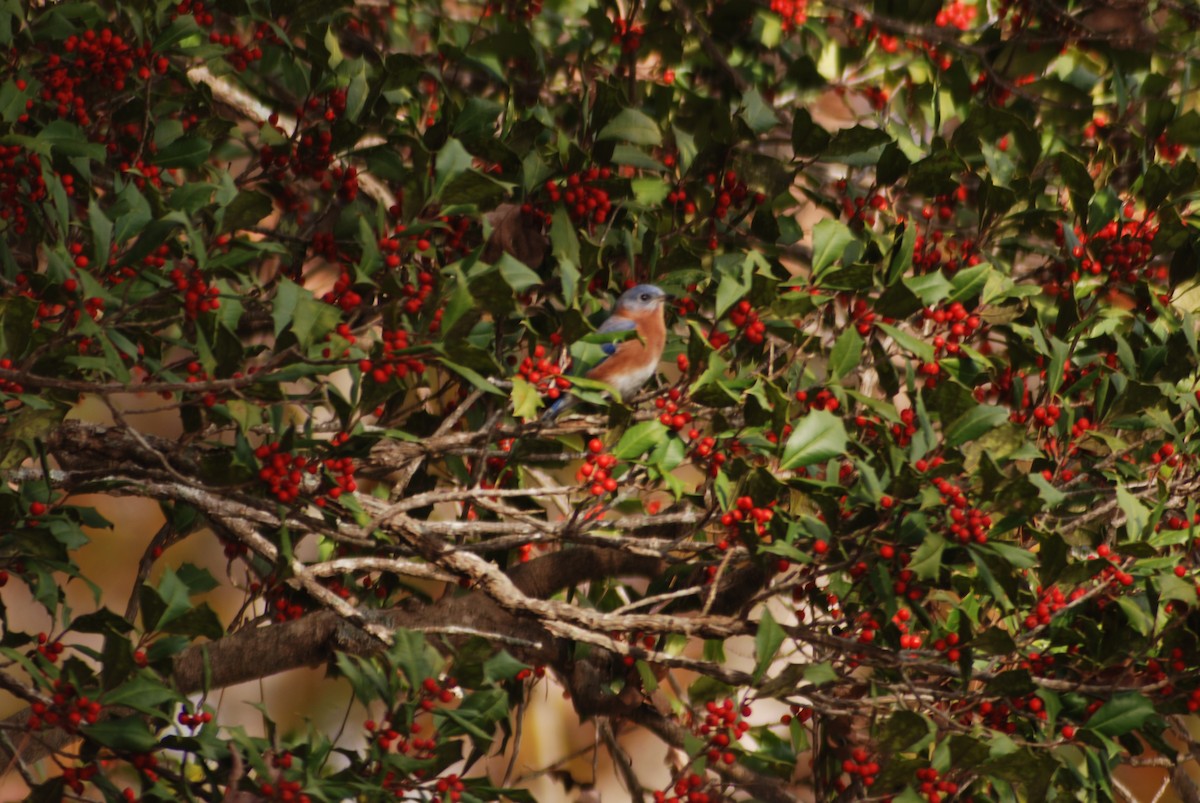 Eastern Bluebird - ML133370511