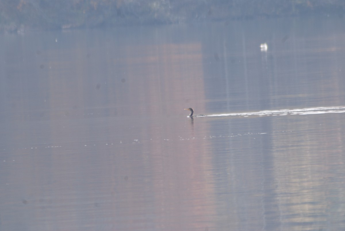 Double-crested Cormorant - ML133370951