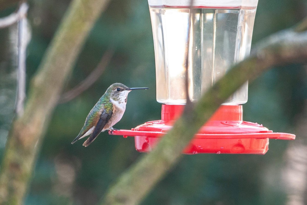 Rufous Hummingbird - ML133375711