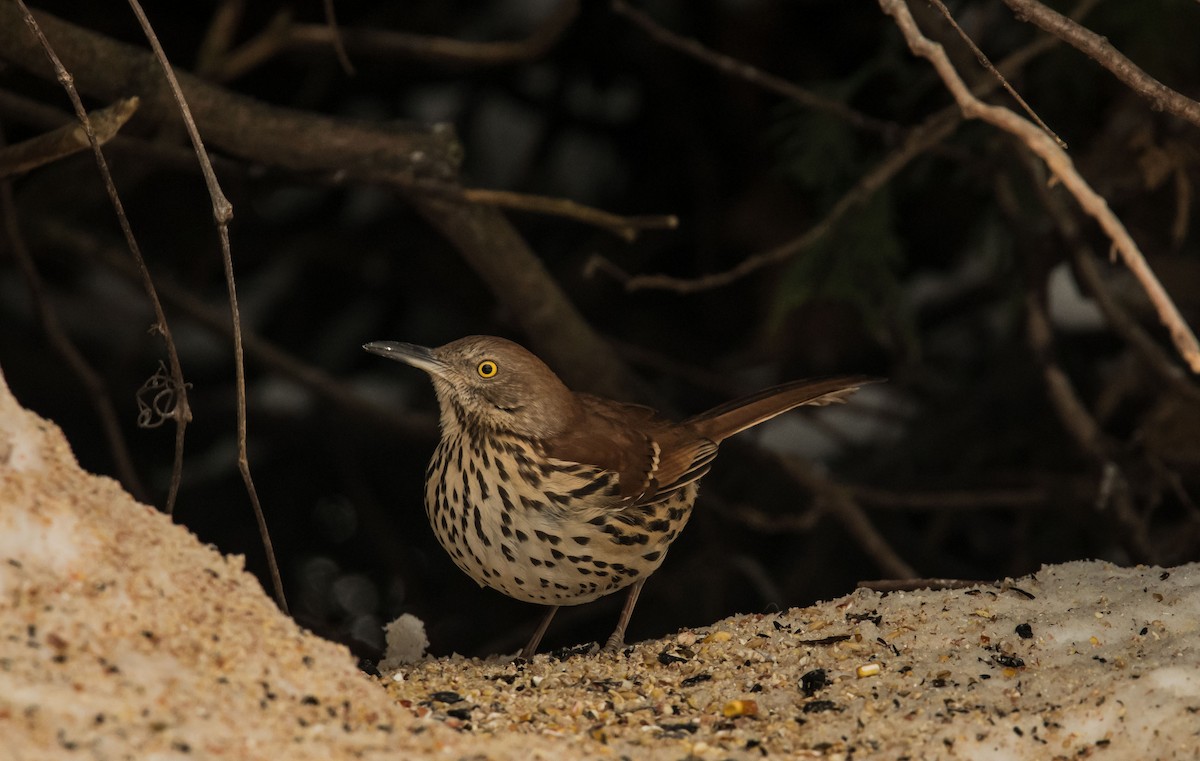 Brown Thrasher - Cristina Araya