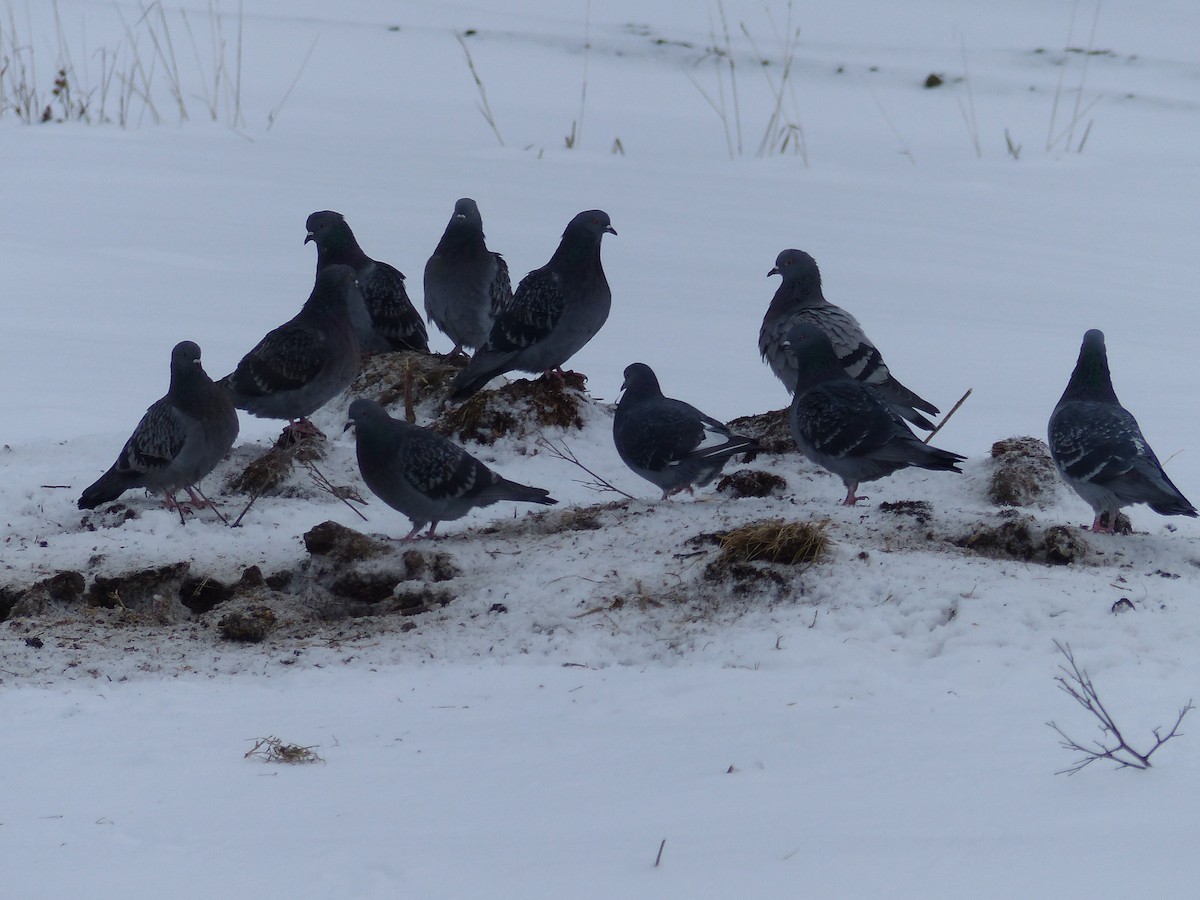 Rock Pigeon (Feral Pigeon) - Réjean Deschênes