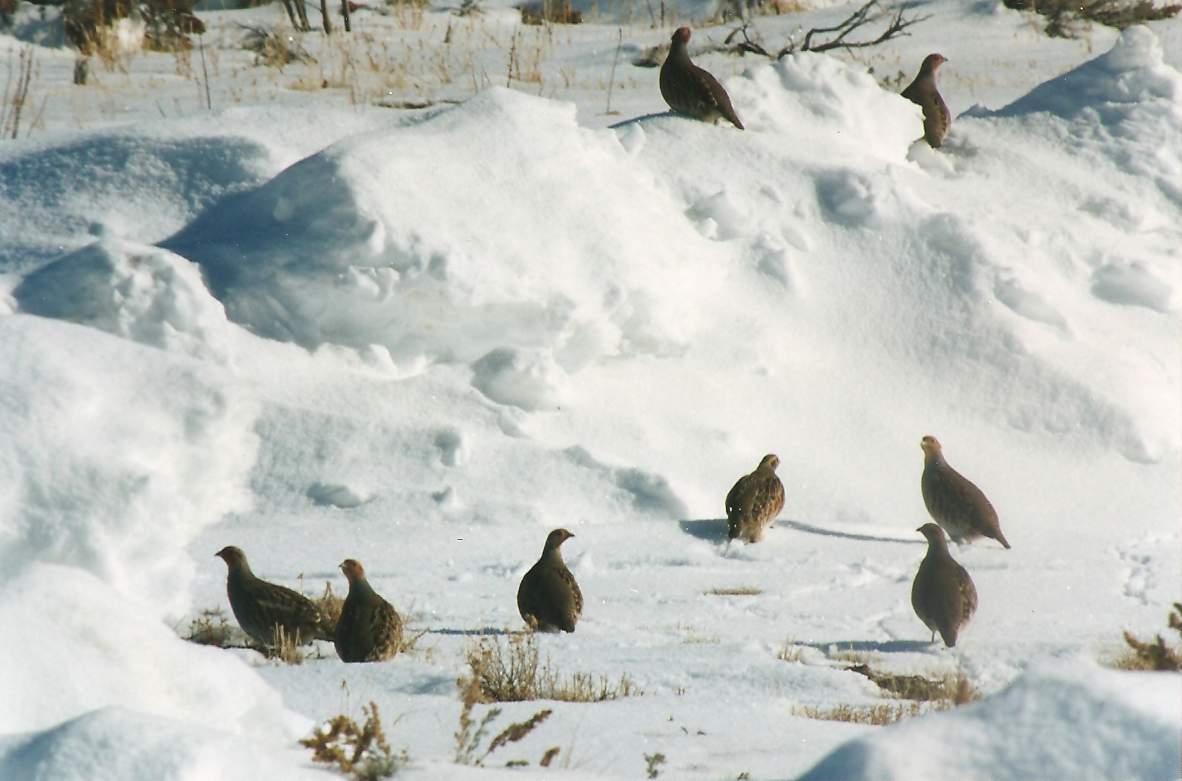 Gray Partridge - ML133377781