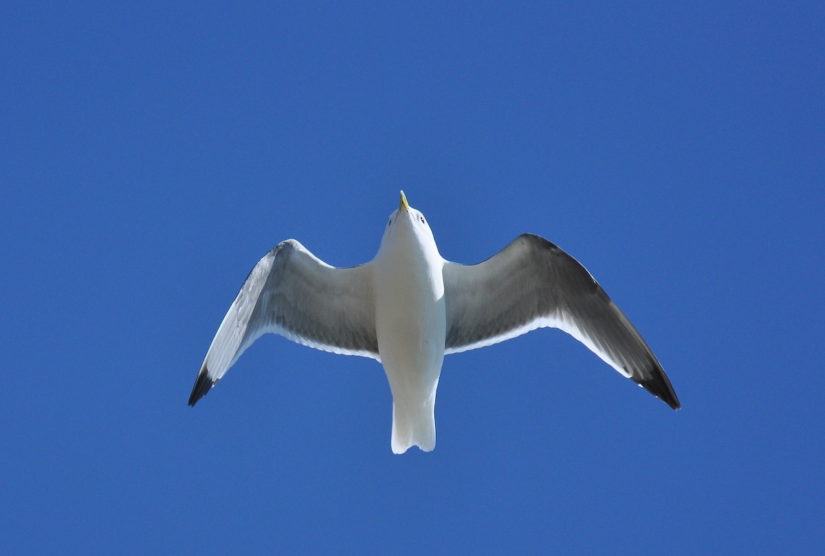 Red-legged Kittiwake - Ryan O'Donnell