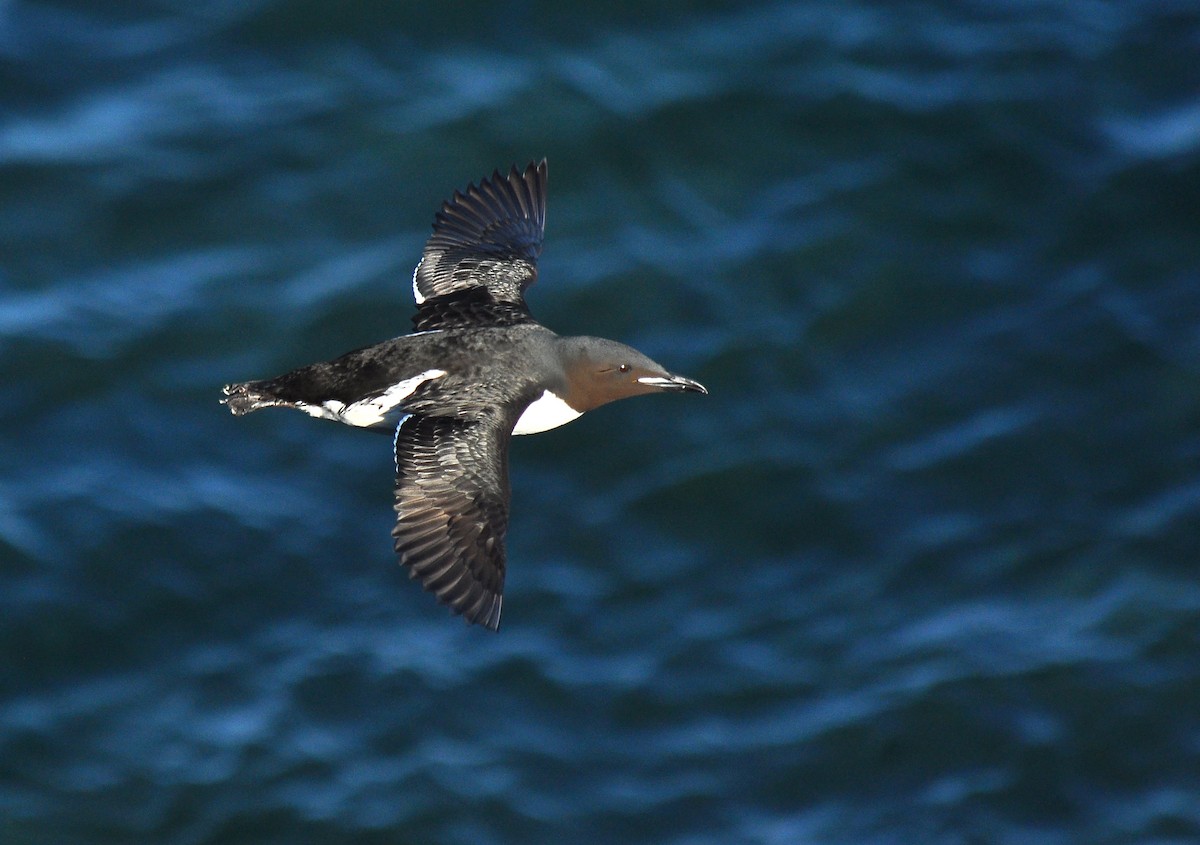 Thick-billed Murre - ML133378451