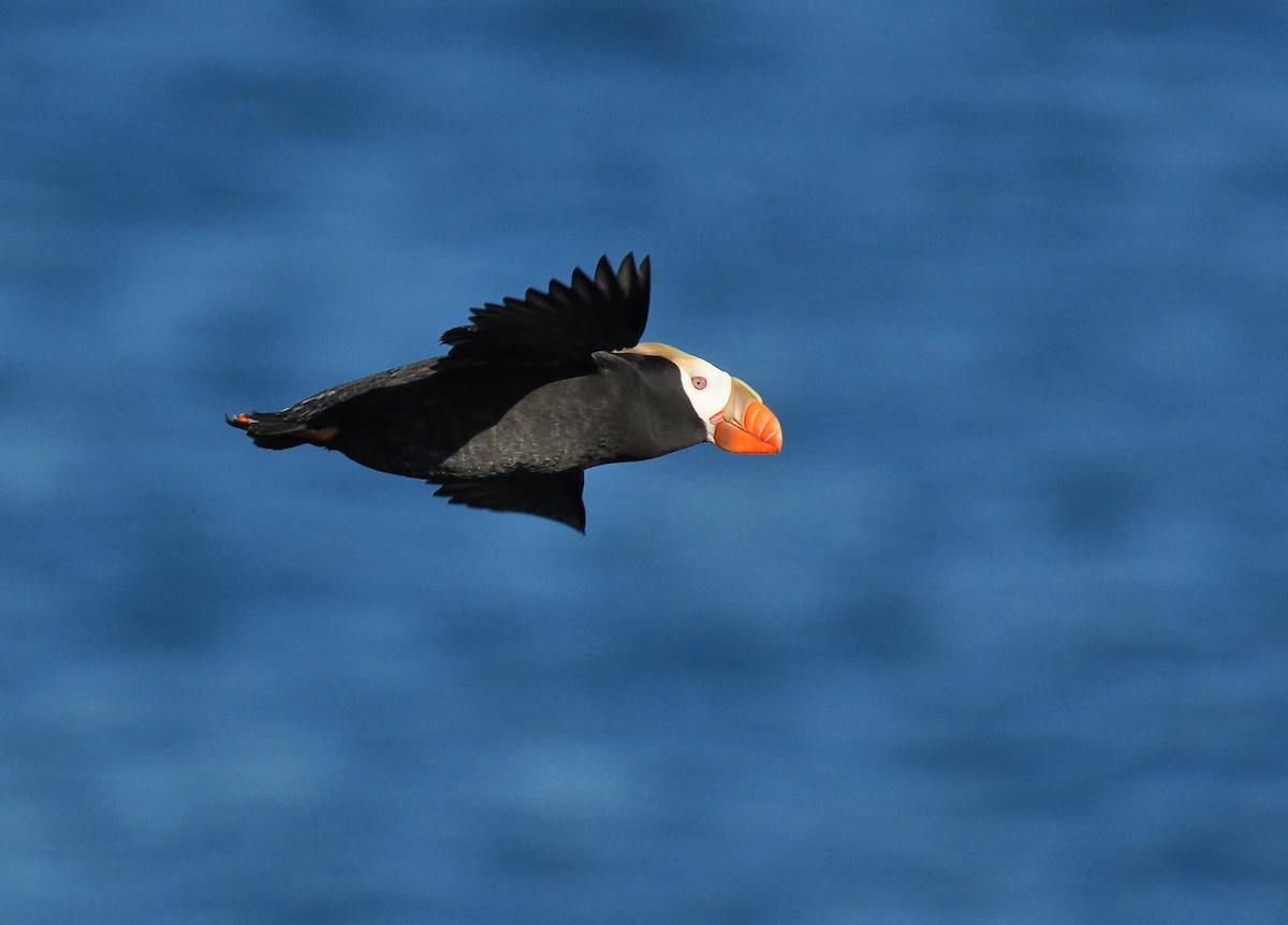 Tufted Puffin - ML133378591