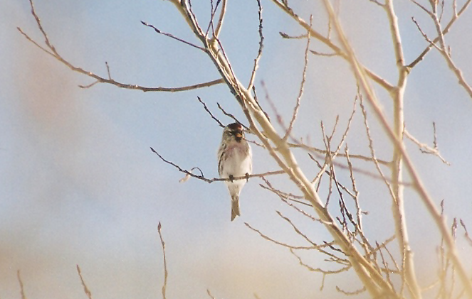 Redpoll (Common) - ML133379101