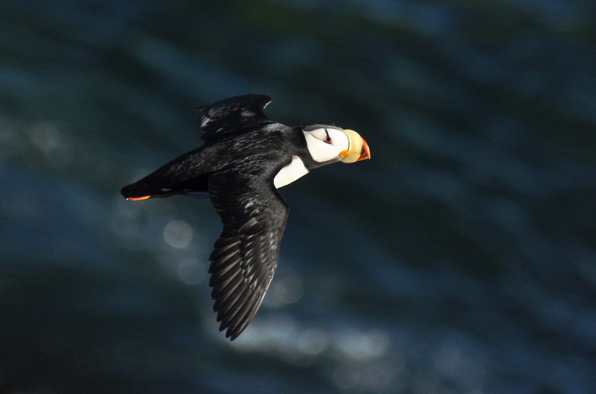 Horned Puffin - ML133379331