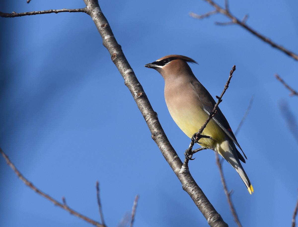 Cedar Waxwing - Andy Reago &  Chrissy McClarren