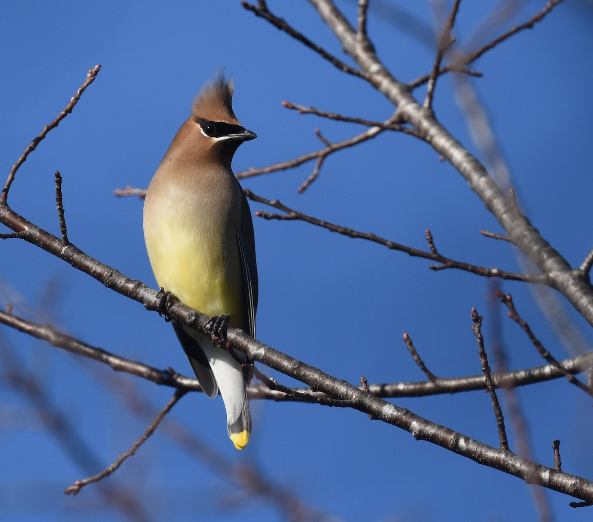 Cedar Waxwing - ML133379691