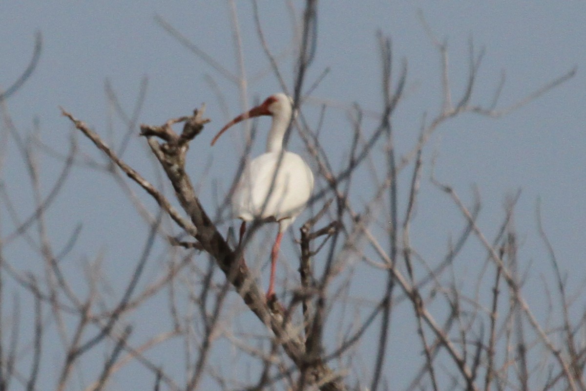 ibis bílý - ML133379801