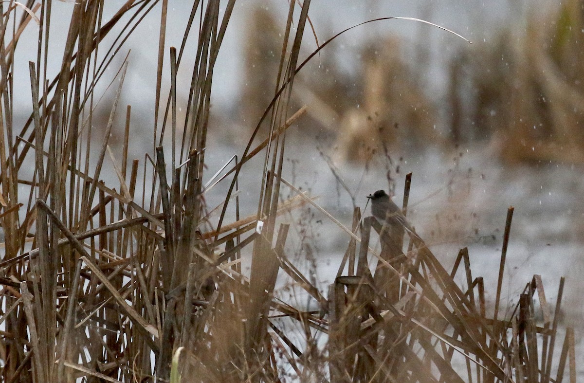 Чёрный фиби [группа nigricans] - ML133380331