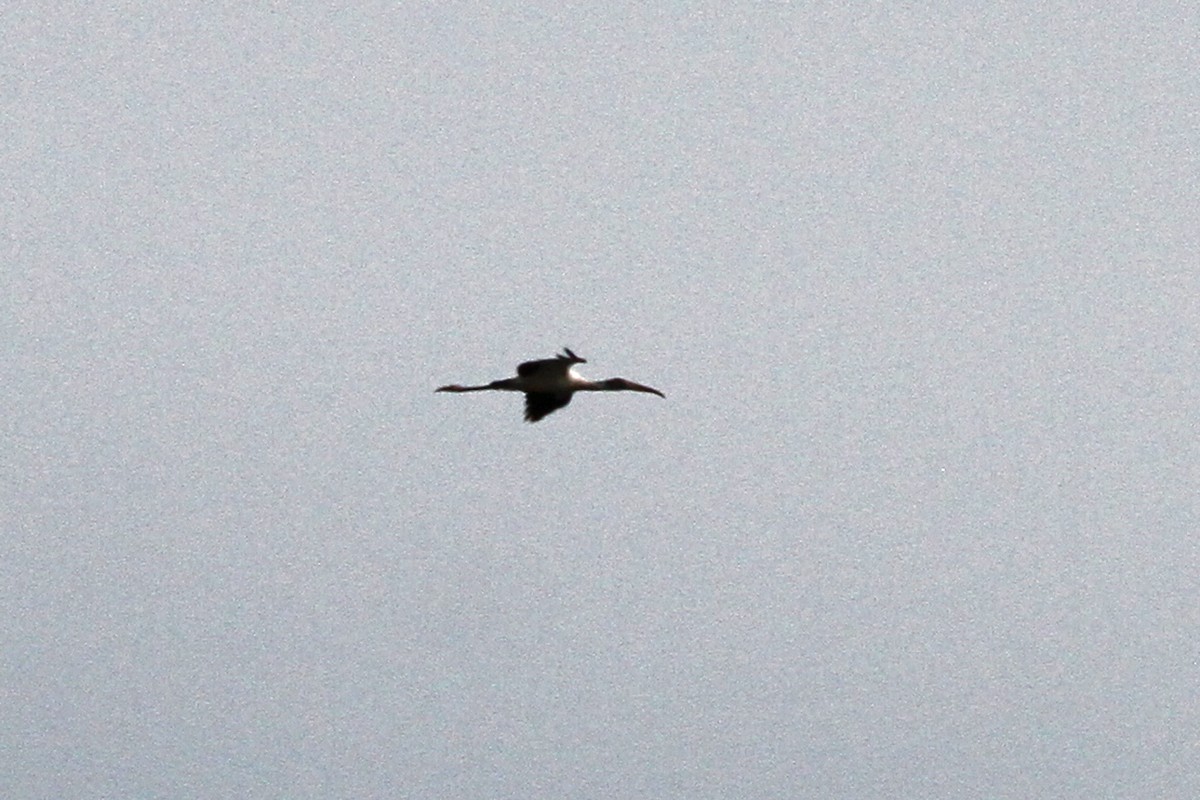 Wood Stork - ML133382001