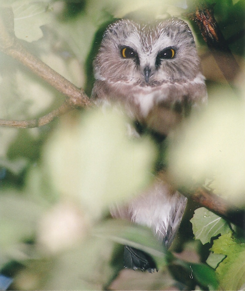 Northern Saw-whet Owl - ML133383731